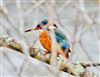 Photo of Kingfisher at Eyeworth Pond, Hampshire. Taken by John Coates on 1st April 2026.