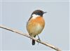 Photo of European Stonechat at Ocknell Plain, Hampshire. Taken by John Coates on 7th April 2026.