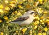 Photo of Wheatear at Ocknell Plain, Hampshire. Taken by John Coates on 7th April 2026.