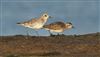 Photo of American Golden Plover at Bunny Meadows (Warsash), Hampshire. Taken by Darryl Gorman on 7th April 2026.