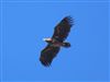 Photo of White-tailed Eagle at Barton on Sea, Hampshire. Taken by Stephen Keen on 6th April 2026.