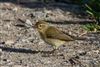 Photo of Chiffchaff at Fishlake Meadows, Hampshire. Taken by Andy Tew on 8th April 2026.