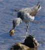 Photo of Greenshank at Bunny Meadows (Warsash), Hampshire. Taken by Darryl Gorman on 8th April 2026.