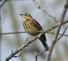 Photo of Tree Pipit at Broughton Down, Hampshire. Taken by Steve Clemons on 8th April 2026.