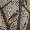 Photo of Common Whitethroat at Fishlake Meadows, Hampshire. Taken by Paul Winter on 8th April 2026.