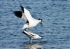 Photo of Avocet at Fishtail Lagoon, Keyhaven Marsh, Hampshire. Taken by John Coates on 8th April 2026.