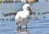 Photo of Spoonbill at Butts Lagoon, Pennington, Hampshire. Taken by John Coates on 8th April 2026.