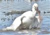 Photo of Spoonbill at Butts Lagoon, Pennington, Hampshire. Taken by John Coates on 8th April 2026.
