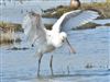 Photo of Spoonbill at Butts Lagoon, Pennington, Hampshire. Taken by John Coates on 8th April 2026.