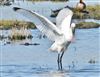 Photo of Spoonbill at Butts Lagoon, Pennington, Hampshire. Taken by John Coates on 8th April 2026.