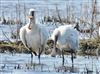 Photo of Spoonbill at Butts Lagoon, Pennington, Hampshire. Taken by John Coates on 8th April 2026.