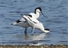 Photo of Avocet at Fishtail Lagoon, Keyhaven Marsh, Hampshire. Taken by John Coates on 8th April 2026.