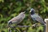 Starling at Enham Alamein, Hampshire. Photographed by Kevin Haggar on 10th May 2026.