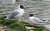 Photo of Little Gull at Titchfield Haven, Hampshire. Taken by Darryl Gorman on 11th May 2026.