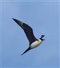 Photo of Arctic Skua at Hill Head, Hampshire. Taken by Mark Francis on 1st May 2026.