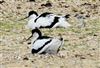 Photo of Avocet at Fishtail Lagoon, Keyhaven Marsh, Hampshire. Taken by John Coates on 11th May 2026.
