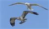 Photo of Osprey at Titchfield Haven, Hampshire. Taken by Darryl Gorman on 12th May 2026.