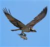Photo of Osprey at Titchfield Haven, Hampshire. Taken by Darryl Gorman on 12th May 2026.