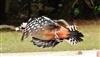 Photo of Great Spotted Woodpecker at Cadmans Pool, NF, Hampshire. Taken by John Coates on 13th May 2026.