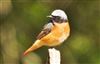 Photo of Redstart at Cadmans Pool, NF, Hampshire. Taken by John Coates on 13th May 2026.