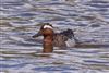 Photo of Garganey at Butts Lagoon, Pennington, Hampshire. Taken by Andy Tew on 14th May 2026.