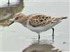 Photo of Little Stint at Jetty Lagoon, Pennington, Hampshire. Taken by Michael Lomax on 14th May 2026.