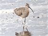 Photo of Eurasian Whimbrel at Jetty Lagoon, Pennington, Hampshire. Taken by Michael Lomax on 14th May 2026.