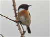 Photo of European Stonechat at Keyhaven Marsh, Hampshire. Taken by Michael Lomax on 14th May 2026.