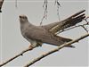 Photo of Cuckoo at Fishlake Meadows, Hampshire. Taken by Michael Lomax on 15th May 2026.