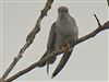 Photo of Cuckoo at Fishlake Meadows, Hampshire. Taken by Michael Lomax on 15th May 2026.