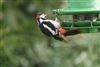 Photo of Great Spotted Woodpecker at Alverstoke, Hampshire. Taken by Roger Forster on 17th May 2026.