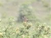 Photo of Dartford Warbler. Taken by Thomas Coldwell.