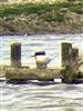 Photo of Roseate Tern at Titchfield Haven, Hampshire. Taken by Mark Francis on 17th May 2026.