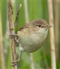 Photo of Reed Warbler at Titchfield Haven, Hampshire. Taken by Darryl Gorman on 18th May 2026.