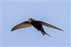 Photo of Swift at Romsey, Hampshire. Taken by Andy Tew on 23rd May 2026.