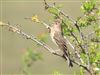 Photo of Common Rosefinch at Martin Down, Hampshire. Taken by Stephen Keen on 23rd May 2026.