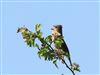 Photo of Common Rosefinch at Martin Down, Hampshire. Taken by Stephen Keen on 23rd May 2026.