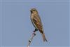 Photo of Common Rosefinch at Martin Down, Hampshire. Taken by Andy Tew on 23rd May 2026.
