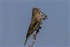 Photo of Common Rosefinch at Martin Down, Hampshire. Taken by Andy Tew on 23rd May 2026.