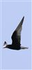 Photo of White-winged Tern at Hill Head, Hampshire. Taken by Andrew Friend on 23rd May 2026.