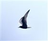 Photo of White-winged Tern at Hill Head, Hampshire. Taken by Mark Francis on 23rd May 2026.