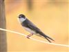 Photo of Sand Martin at Barton on Sea Golf Course, Hampshire. Taken by Stephen Keen on 24th May 2026.