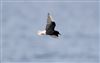Photo of White-winged Tern at Hill Head, Hampshire. Taken by Mark Francis on 23rd May 2026.