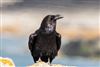 Photo of Raven at Cut Bridge (Milford on Sea), Hampshire. Taken by Andy Tew on 29th May 2026.