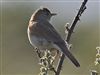 Photo of Common Whitethroat at Pennington Marsh, Hampshire. Taken by Michael Lomax on 30th May 2026.