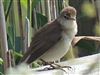 Photo of Reed Warbler at Butts Lagoon, Pennington, Hampshire. Taken by Michael Lomax on 30th May 2026.