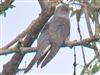Photo of Cuckoo at Bransbury Common, Hampshire. Taken by Michael Lomax on 29th May 2026.