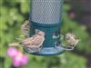 Photo of Siskin at Rownhams, Hampshire. Taken by Paul Winter on 31st May 2026.