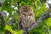 Photo of Tawny Owl at Fishlake Meadows, Hampshire. Taken by Andy Tew on 5th May 2026.