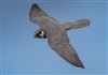 Photo of Hobby at Titchfield Haven, Hampshire. Taken by Darryl Gorman on 6th May 2026.